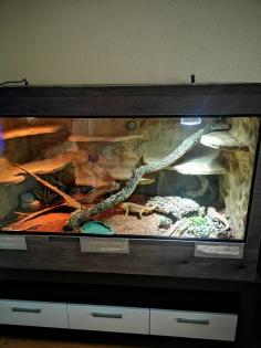 Bartagamenpärchen und Terrarium