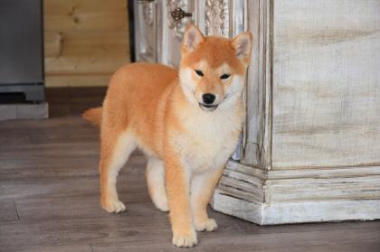 Shiba-Inu Welpen/Rüden