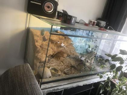 Seltene Bartagame mit Terrarium