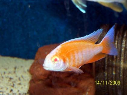 Aulonocara jakob. cape Mc clear Albino