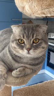 Scottish Fold Deckkater