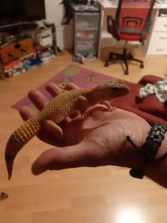 Komplettes Terrarium mit Leopardgecko