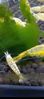 Yellow Bolt Garnelen Caridina aus Yellow fishbone Stamm