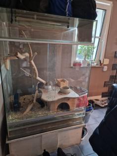 4 Degus mit großem Nagarium