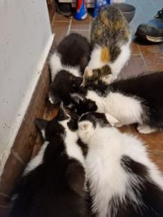 Bauerhofkitten suchen Zuhause, katzen, Kater, kitten