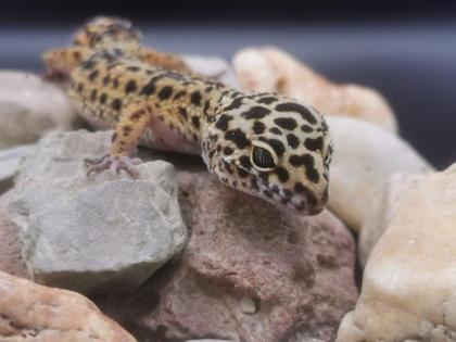 Terrarium mit leopardengeckos