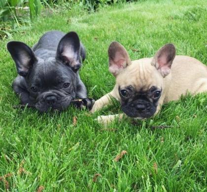 Wunderschöne Welpen der französischen Bulldogge