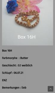 Kornnatter Nachzuchten