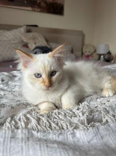 Verschmuste Heilige Birma Katzen suchen ein neues Zuhause