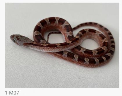 Bloodred Pied Sided het. Hypo Kornnattern Jungtiere Nachzuchten 2022