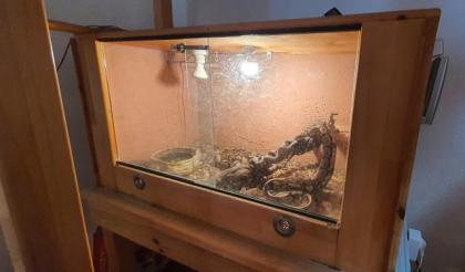 Königspython 1. 1 Python regius