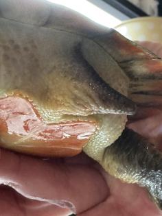 Wasserschildkröte Emydura subglobosa