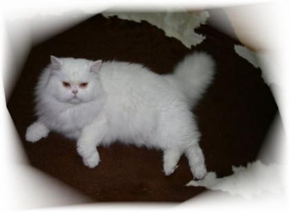 Weißer Perserdeckkater in Bremen