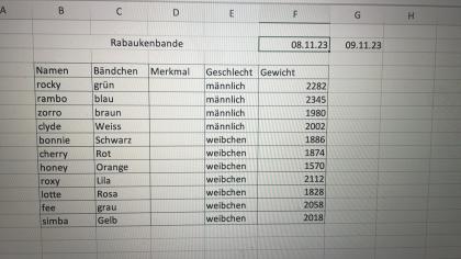 11 Süße Malinois Welpen suchen ein neues Zuhause