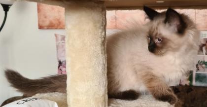 Wunderschöne Neva Masquarade Kater mit Stammbaum
