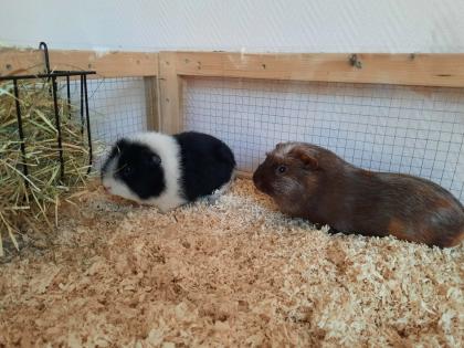 Meerschweinchen Böckchen mit großem Stall und Zubehör