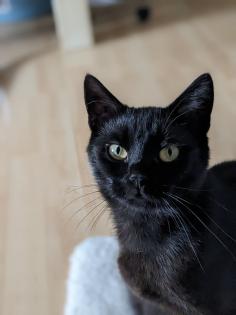Katzen Geschwisterpaar Junge und Mädchen