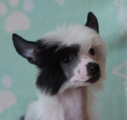 Chinesischer Schopfhund Welpe