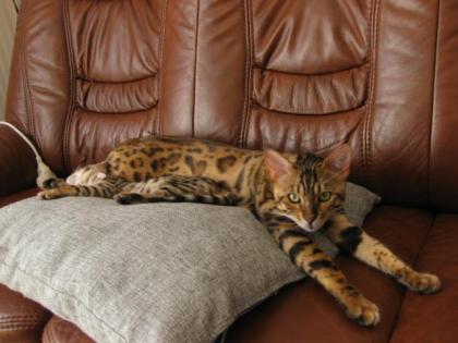Reinrassige Bengalkitten. Auszug bereit