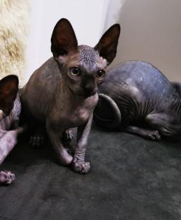 Canadian Sphynx Katzen und Kater