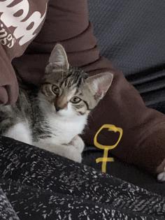 Kitten sofort auszugsbereit