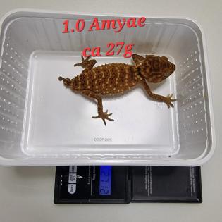 Amyae Wheeleri Deleani lucasium Diplodactylus
