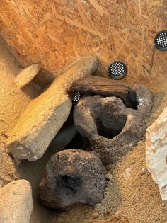 Zwei Leopardgeckodamen zu verkaufen