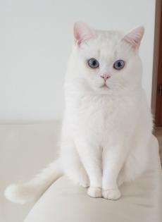 Deckkater BKH weiß mit blauen Augen Kein Verkauf