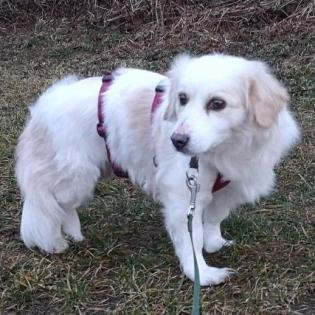 Suki / Status sucht ein Zuhause