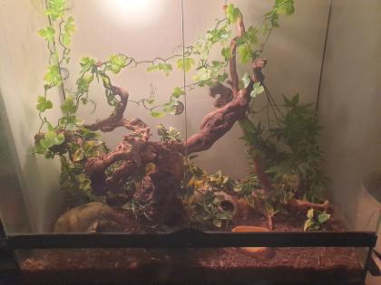 Kornnattern inklusive Terrarium und Utensilien