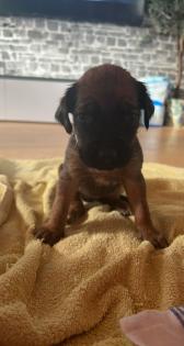 Rhodesian Ridgeback welpen