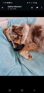 9 Wochen alter Australian Shepherd Rüde zur Abgabe