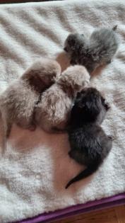 BKH Scotiish Ford Kitten