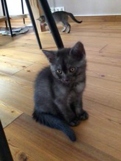 BKH -Kitten -Mix Kater