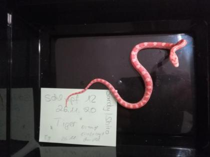 Kornnatter Pantherophis guttatus Jungtiere