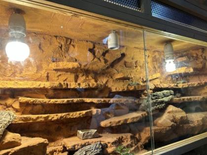 Wüstenterrarium mit Leopardgeckos 3 Stück