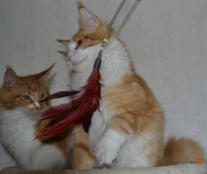 Maine Coon Youngster in red tabby w white mit Stammbaum
