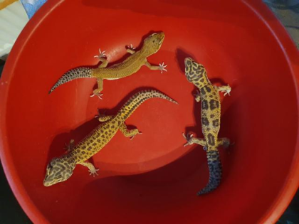 Leopardengeckos zu verkaufen