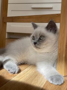 BKH British Kurzhaar reinrassig Blue Point Lilac Point