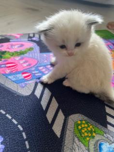 Wunderschöne Ragdoll Kitten mit Stammbaum