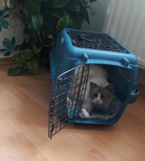 Liebevoller Ragdollkater sucht neues zu Hause