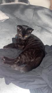 BKH Kitten sucht neues Zuhaue