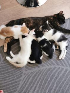 Katzenbabys Kitten abzugeben