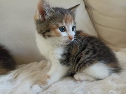 Glückskätzchen, Kleine Kätzchen, Kitten