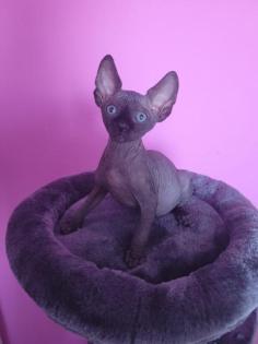 Canadian Sphynx Kitten