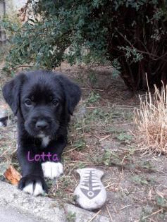 Labrador- Boxer Mischlings Welpen