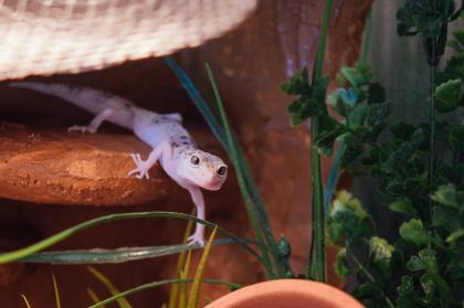 Terrarium mit 3 Leopardgeckos weibl. 0. 1