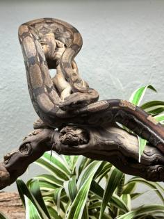 Not Verkauf Boa Constrictor Imperator