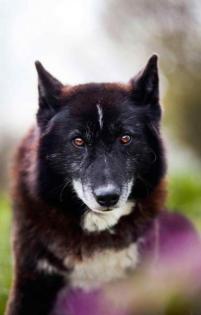Venom. aktiver, lieber Hundeopi