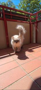 Heilige Birma Langhaarkatze Diva